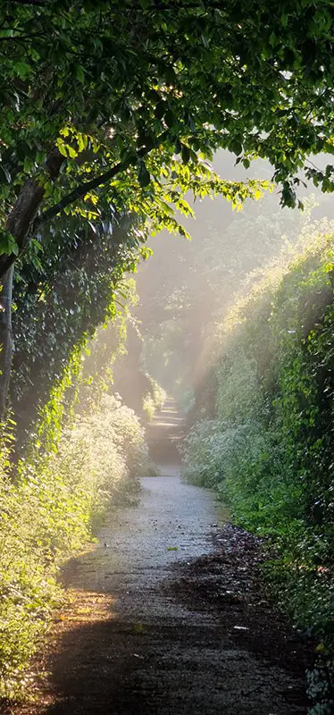 Body based trauma therapy in Bridport Dorset for nervous system healing and reconnection